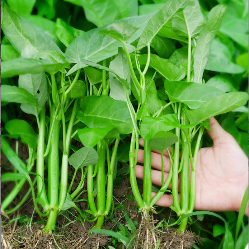 Vegetable Seeds