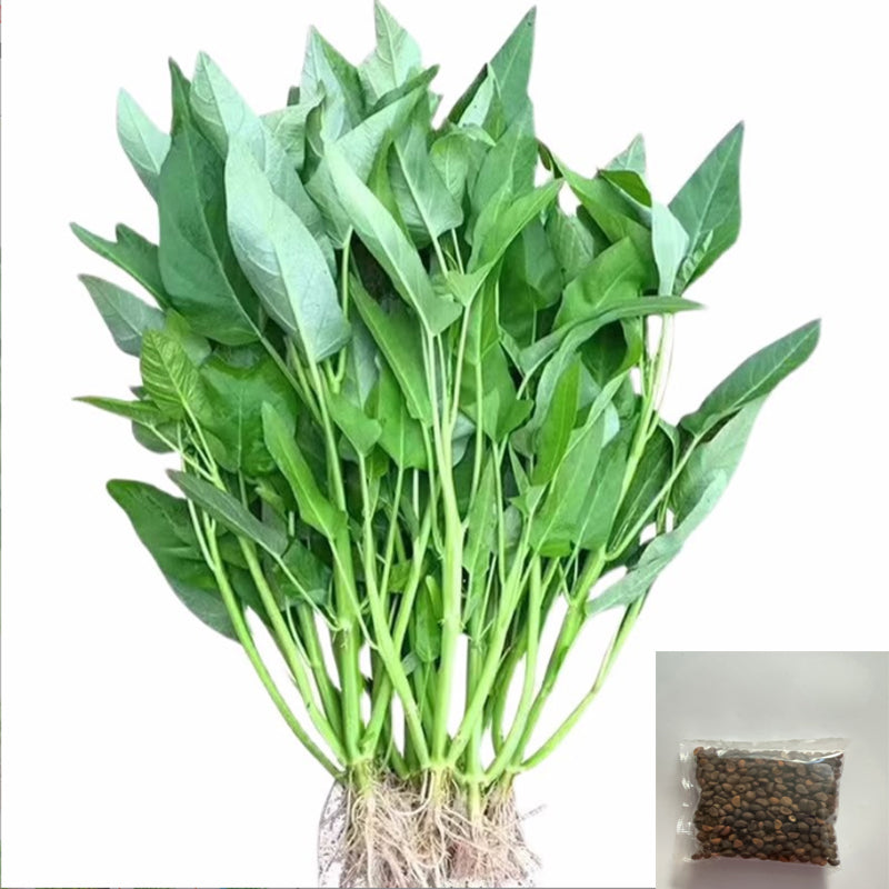 Vegetable Seeds