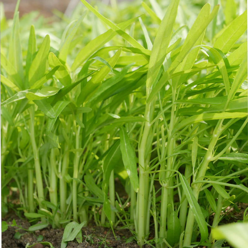 Vegetable Seeds