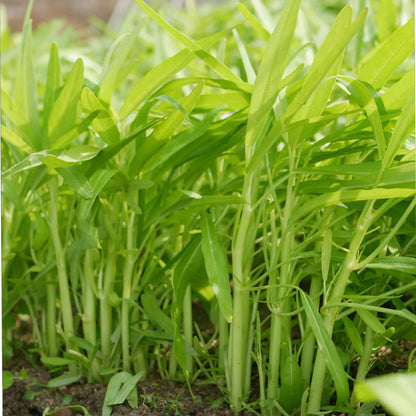 Vegetable Seeds