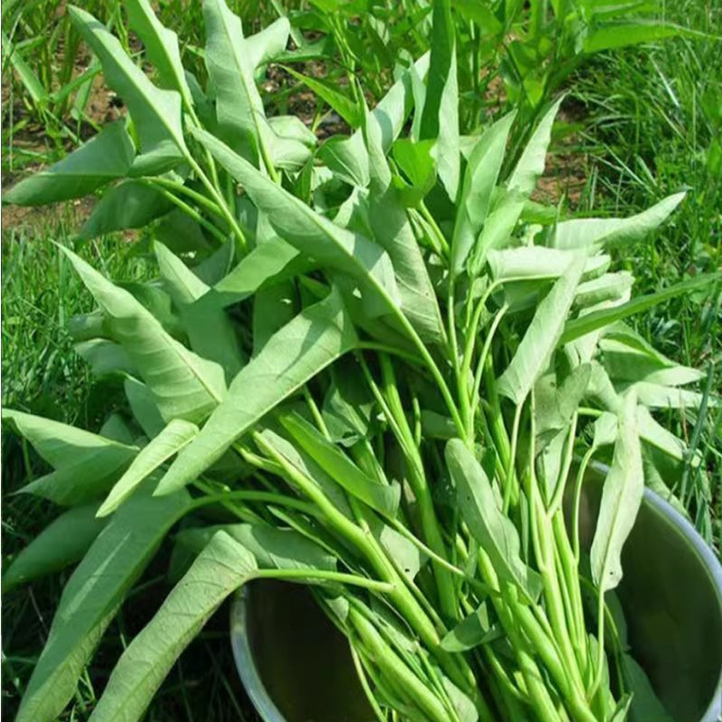 Vegetable Seeds