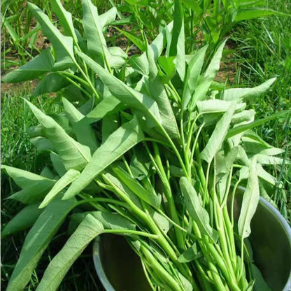 Vegetable Seeds