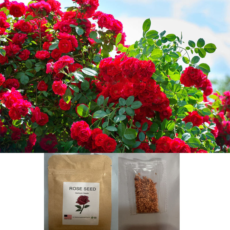 Bonsai seeds300 Red Bonsai Seeds