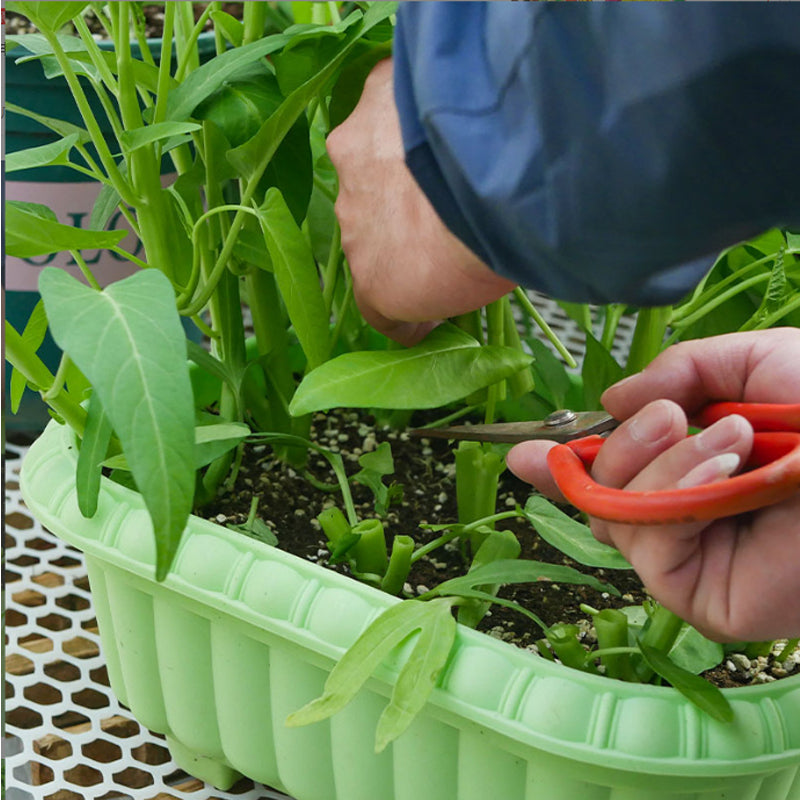 Vegetable Seeds